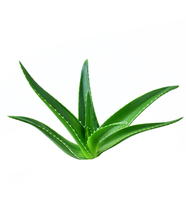 Aloe Leaf Extract