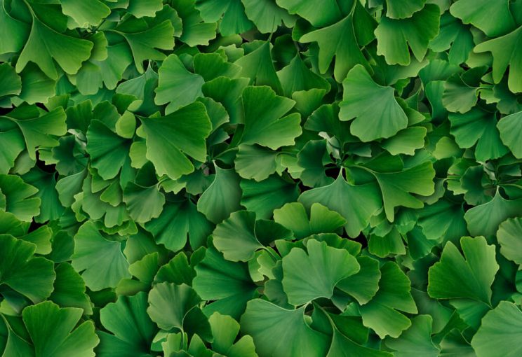 Ginkgo leaves