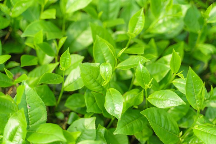 Green tea leaves