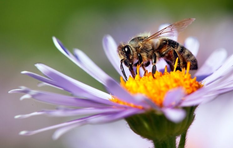 Bee on flower