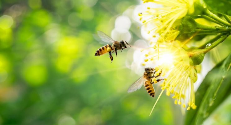 Bees on flower