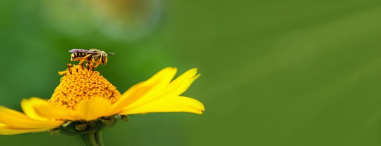 Bee on flower